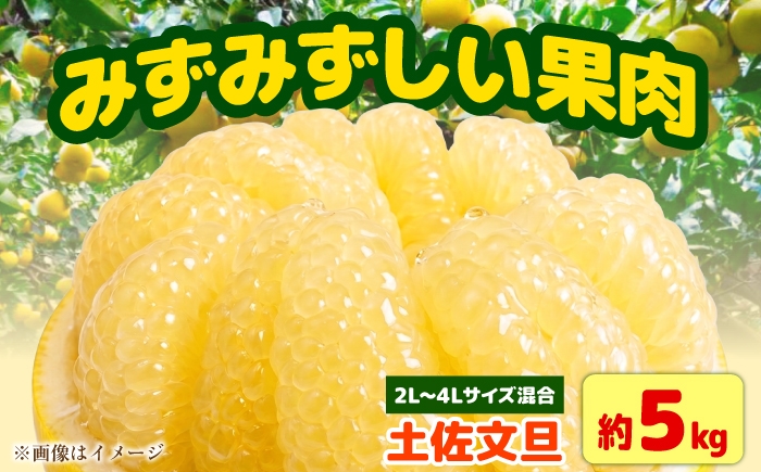
                  【先行予約】土佐文旦 大玉 家庭用 約5kg（2L～4Lサイズ混合：8玉～12玉） 先行予約 数量限定 文旦 ぶんたん ブンタン 5キロ 柑橘 フルーツ 果物 ご当地 お取り寄せ 土佐 高知＜2027年1月中旬～順次発送＞【玉木農園】 [BQAJ002]
                