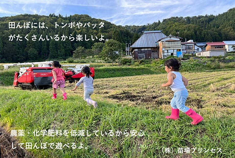 【令和8年産先行予約】魚沼産こがねもち 精米5kg 特別栽培米 農薬化学肥料5割減127523-107