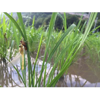 ふるさと納税 南魚沼市 R7年産　新米予約 最優秀賞受賞【8割減農薬米】南魚沼産コシヒカリ5kg×2　桑原農産のお米 |  | 03
