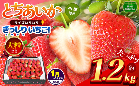 【栃木県共通返礼品】【1~3月発送分】【先行予約】ぎっしり とちあいか 大粒（サイズ不揃い） 約1.2kg | いちご とちあいか ぎっしり サイズ 不揃い 大粒 新鮮 甘い  数量 限定 美味しい 果物 共通返礼品 フルーツ デザート 栃木県 那珂川町 送料無料