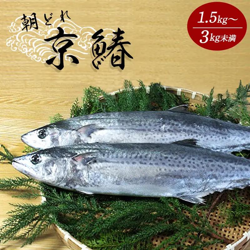漁連直送！！ 京鰆 1.5kg以上 一尾 ： 鮮魚 寒さわら