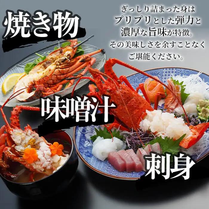 ＜数量限定＞天然！門川町産活き伊勢海老(計1kg・約2～3尾)海鮮 朝獲れ 国産【O-4】【門川漁業協同組合】