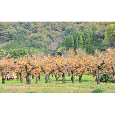 ふるさと納税 八頭町 【2026年発送分】八頭町特産 花御所柿 |  | 02