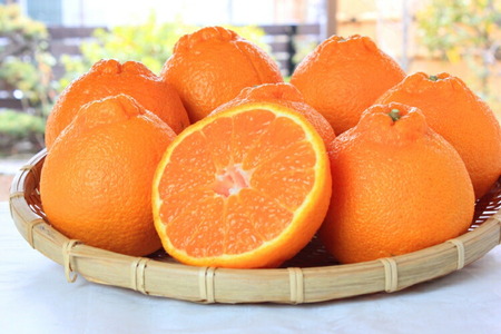 【訳あり・ご家庭用】紀州有田産不知火(しらぬひ) 約6kg 【予約】【2026年2月中旬頃～2026年3月中旬頃に順次発送予定(お届け日指定不可)】【Z-uot831A】