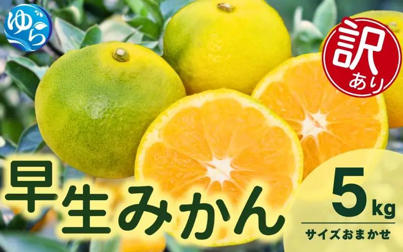 訳あり 由良 早生 みかん (サイズおまかせ) 5kg ※2026年11月上旬～12月上旬に順次発送予定※北海道・沖縄・離島配送不可 / 温州みかん 甘い 家庭用 柑橘 果物 和歌山【eiw003-c-5】