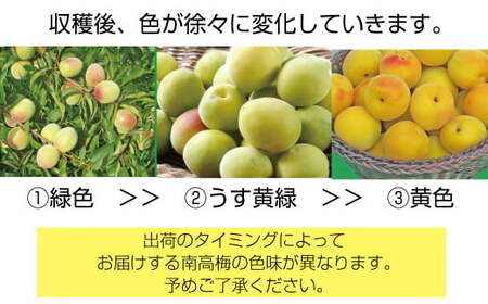 梅【梅干・梅酒用】熟南高 生梅 熟南高 大玉４L秀優混合 ＜2027年6月上旬～7月7日発送予定＞【art023B】