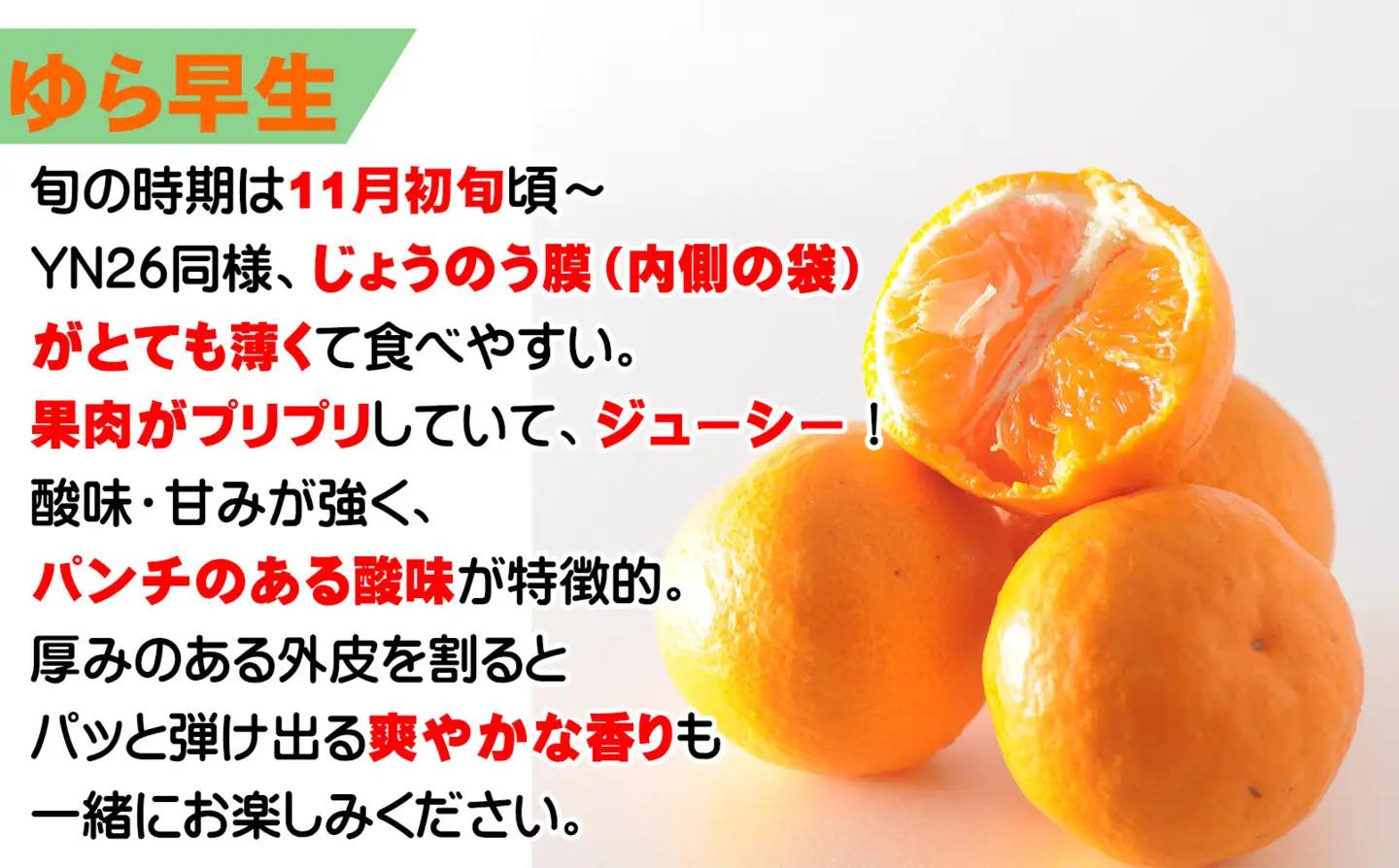 極早生みかん（ゆら早生みかん）３kg 2S・3Sサイズ 「2026年10月より順次発送」｜果物 柑橘 小粒 小玉 YN26
