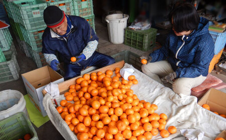 樹上完熟みかんジュース計3L（1L×3本） / 佐賀県 / 吉田みかん園 [41ABAG001]