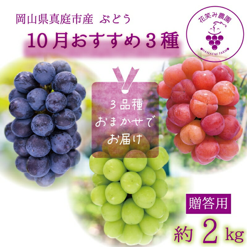 【ふるさと納税】 岡山　花笑み農園のブドウ『10月おすすめ 3種セット』(約2kg3房)3M-2L hana36【2025年10月上旬〜順次発送】【配送不可地域：離島】 ぶどう 葡萄 ピオーネ シャインマスカット 真庭 国産 産地直送 フルーツ 果物 贈答 ギフト 食べ比べ 数量限定【1393984】