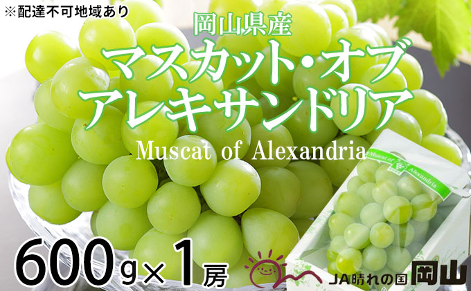 ぶどう 2025年 先行予約 マスカット ・オブ・アレキサンドリア 約600g×1房 6月下旬～7月下旬発送 ブドウ 葡萄  岡山県産 国産 フルーツ 果物 ギフト