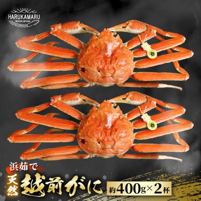ふるさと納税 美浜町 《年末発送》【カニスプーン付き】越前がに《約400g×2杯》茹でたてを冷蔵便でお届け!