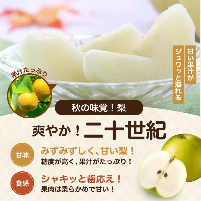 二十世紀 秀品 約5kg 8～16玉 ＜2026年9月上旬～順次発送＞ ＪＡみなみ信州ＤＭセンター飯田市