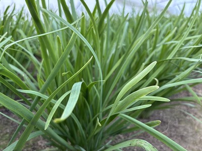 栃木県産こだわりニラ100g×100束 ｜ さくら市 にら 韮 野菜 国産