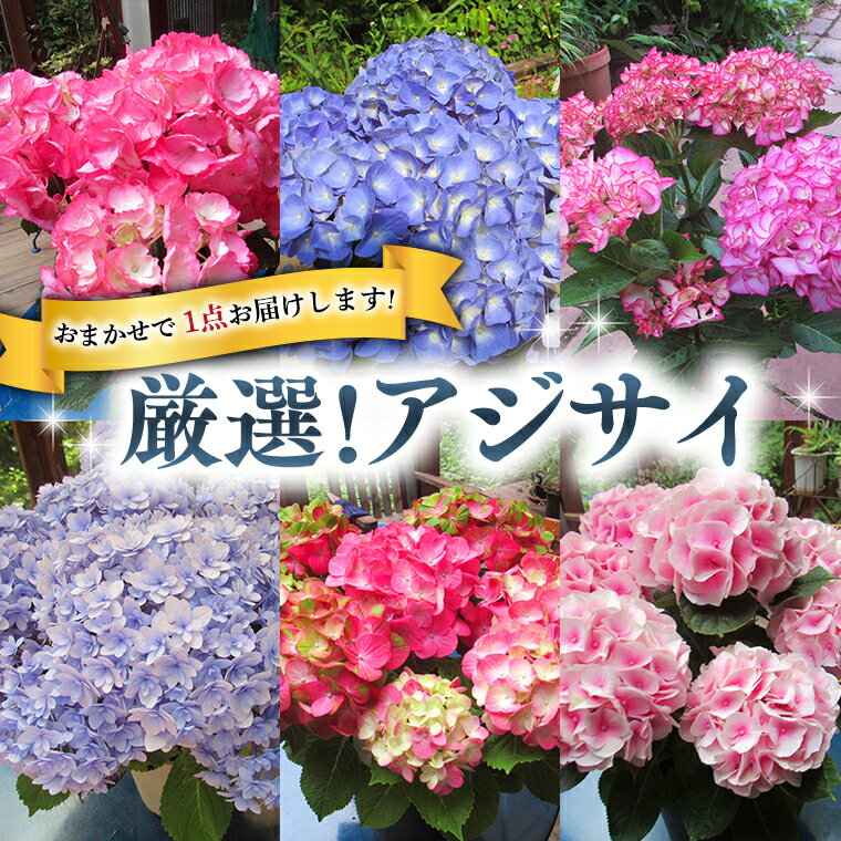 【ふるさと納税】≪先行予約≫アジサイ 【 おまかせ 1点 】【2026年4月上旬頃より発送開始】 植物 花 インテリア フラワー 紫陽花 お花 園芸 初夏 梅雨 ガーデニング