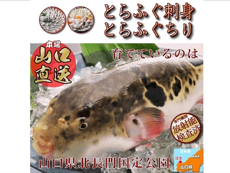 (10031)ふぐ 刺身 てっさ ふぐ刺し とらふぐ 刺身 2人前（とらふぐ刺身60g ふぐ皮湯引き40g ポン酢・薬味付き）冷凍 きらく 長門市