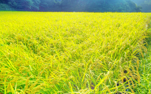 島根県のほぼ中央部に位置する美郷町は、「世界遺産 石見銀山」の銀を輸送した街道地域として知られております。