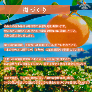 L102x1　早津みかん園の完熟プチみかん 3kg　みかん ミカン 蜜柑 温州みかん 完熟みかん 甘熟 柑橘 有機栽培 国産 佐賀県産 太良町  【2026年10月下旬～2026年11月下旬発送予定】