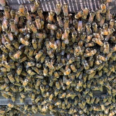 ふるさと納税 瑞浪市 純粋ハチミツ(アカシア　山桜　ソヨゴ　野山の花　300g×各1) |  | 02