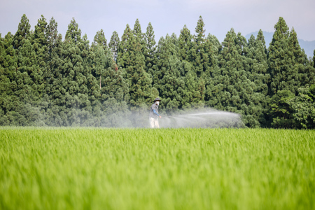 【 令和7年産 新米 予約 】魚沼産コシヒカリ 九左衛門の米 10kg（5kg×2袋） |津南町 魚沼産 コシヒカリ