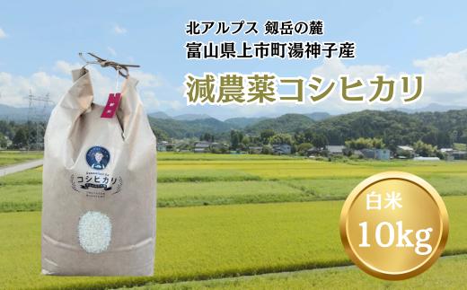 
                  【令和7年産】減農薬 上市町湯神子産コシヒカリ（白米）10kg　 [ソムリエH 富山県 上市町 32280234-r6-03] 　お米 コメ ご飯 ごはん 白米ご飯 白米ごはん こしひかり
                