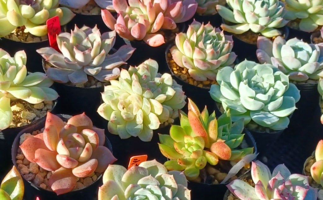 多肉植物 おまかせセット 12種 セット