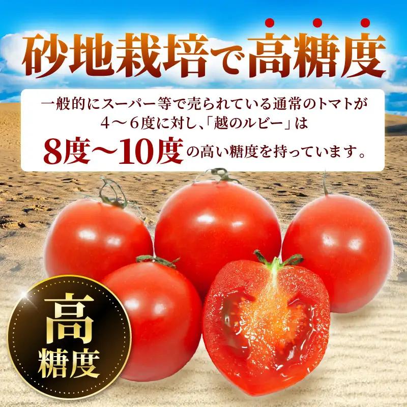 定期便 2ヶ月連続お届け フルーツトマト 越のルビー 1kg（10月～11月） 化粧箱入り 2026年10月上旬以降順次発送 とまと 野菜 [A-19106]