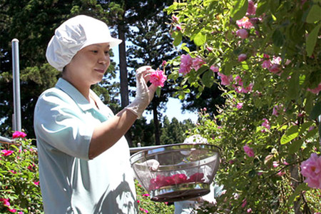 秋田薔薇園産 ガリカ薔薇ジャム 150g×3個 ローズメイ