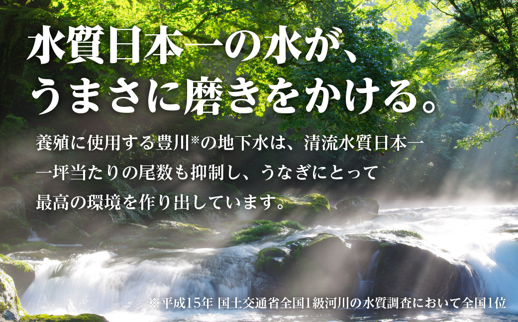 極上 豊橋うなぎ 蒲焼 2尾 ~300g 夏目商店