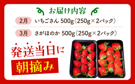 【全2回定期便】いちご食べ比べ定期 総計1kgさがほのかいちごさん【むらおか農園】HAF026 いちごいちごいちごいちごいちご