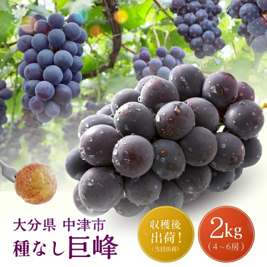 【ふるさと納税】【先行予約】ニュー巨峰 約2kg（4～6房）| 種あり ブドウ ぶどう 葡萄果物 フルーツ くだもの 産地直送 甘い 大分県産 九州産 中津市 国産 送料無料【発送：2026年8月14日～2026年9月21日頃予定】