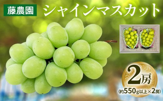 シャインマスカット 2房 (約550g以上×2房)｜糖度18度以上 種なし ぶどう フルーツ 果物 贈答 青森 つがる市 藤農園 2025年産 令和7年農福連携 [0626]