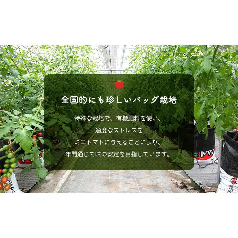 糖度8度以上 ミニトマト アマメイド 3kg 高糖度 定期 3回 2026年10月～順次出荷