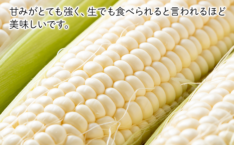 2026年夏～発送 富良野の人気の野菜 定期便 年4回  北海道 富