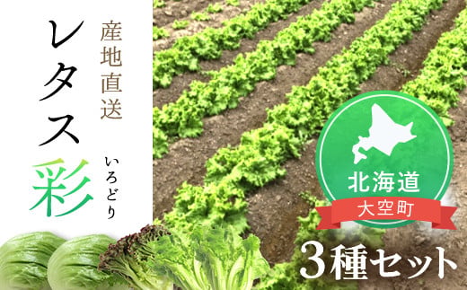 
                  【先行予約】レタス彩（いろどり）3種セット（2026年9月以降順次発送） 【 ふるさと納税 人気 おすすめ ランキング レタス れたす サラダ 野菜 新鮮 結球 リーフレタス サニーレタス 葉野菜 北海道 大空町 送料無料 】 OSU003
                