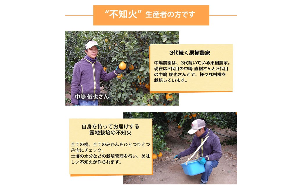 訳あり不知火5kg