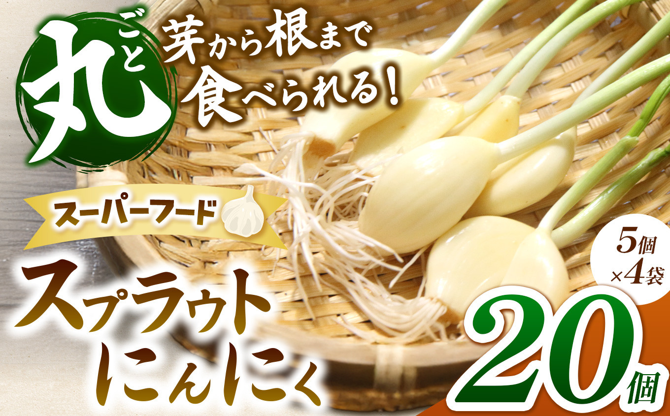 
無農薬水耕栽培 スプラウトにんにく 4袋20個セット（1袋5個入り）｜ふるさと納税 長野県 松本市 農薬不使用 水耕 野菜 サラダ にんにく セット 安全 安心 美味しい
