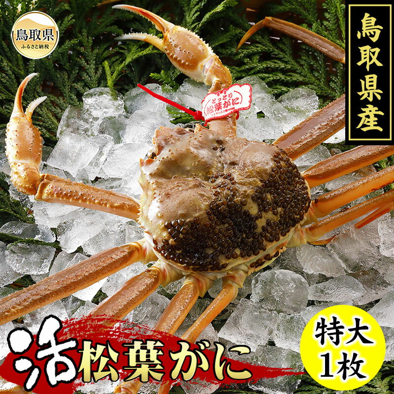 【ふるさと納税】F24-009 鳥取県産　活松葉がに（タグ付き）特大1枚【期間限定】