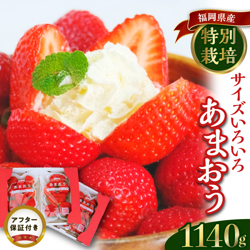 うるう農園のあまおうサイズ色々 4パック（1140g）_サイズ色々 特別栽培認証 あまおう 苺 4パック 計 1140g うるう農園 安心 安全 Mサイズ 特大 グランデサイズ 福岡限定 ブランド苺 フルーツ 果物 ジャム ムース スイーツ 採れたて 農家直送 クール便 国産 お取り寄せ 福岡県 久留米市 送料無料_Fi009