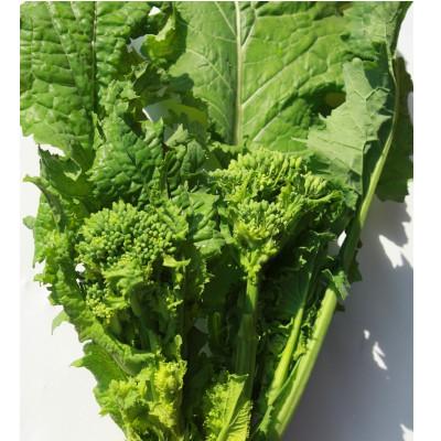 ふるさと納税 まんのう町 菜の花(パック入り)約1.2kg |  | 01