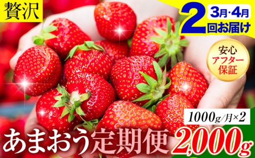 【2ヶ月定期便】いちご あまおう 先行予約 1000g (約250g×4パック) くだもの 果物 【着日指定不可】《2027年3月・4月頃出荷予定》あまおう 福岡 果物 フルーツ