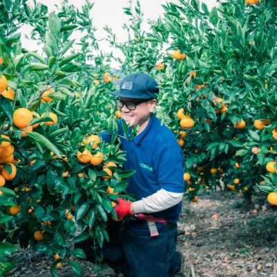 みさき果樹園の段々畑育ち 西宇和産みかん5kg【C21-47】【1676920】