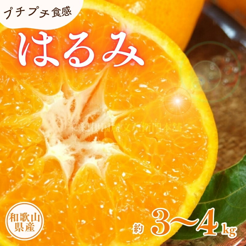 【ふるさと納税】 はるみ 【選べる容量】 約3kg / 約4kg / サイズおまかせ ※2026年1月下旬～2026年3月中旬頃に順次発送予定(お届け日指定不可) 紀伊国屋文左衛門本舗