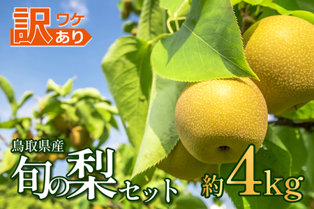 先行予約 訳あり 鳥取県産旬の梨セット 4kg｜鳥取 果物 フルーツ なし 梨【41044】