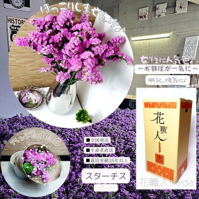 ふるさと納税 印南町 生花【スターチス】花職人Ikeda 　　　　ピンク |  | 03