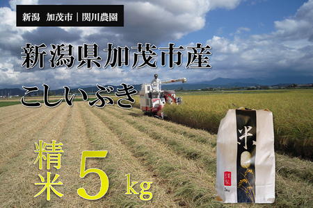 【令和7年産新米先行予約】加茂市産こしいぶき 精米5kg コシイブキ 新潟産 米 お米 白米 加茂市 関川農園