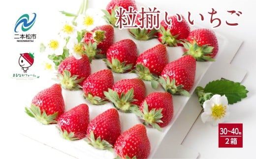 《2026年3月以降順次発送》粒揃い贈答用いちご2箱 いちご ストロベリー 苺 イチゴ 贈答用 フルーツ 果物 おすすめ お中元 お歳暮 ギフト 二本松市 ふくしま 福島県 送料無料【まるなかファーム株式会社】