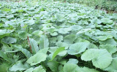 【令和7年産先行予約】5月中旬以降順次発送 旬の山菜 ふき 2kg【新潟県 糸魚川市 山菜 フキ 野菜 能生谷 おおかやば山菜園 期間限定】