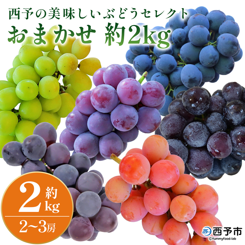 ＜西予の美味しいぶどう セレクトセット／おまかせ 約2kg＞ 果物 くだもの フルーツ 葡萄 ブドウ セット 詰め合わせ つめあわせ 食べ比べ お楽しみ おまかせ 野菜ソムリエ 食べて応援 特産品 産地直送 西予ぶどう倶楽部 愛媛県 西予市