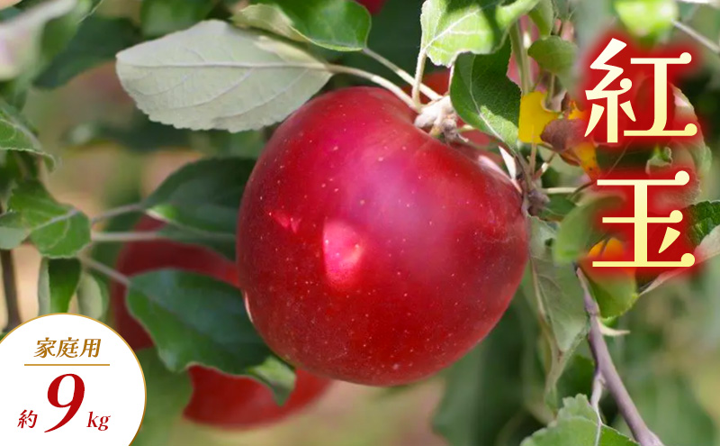 紅玉 家庭用 約9kg りんご リンゴ 林檎 果物 フルーツ 長野県 長野 山ノ内町