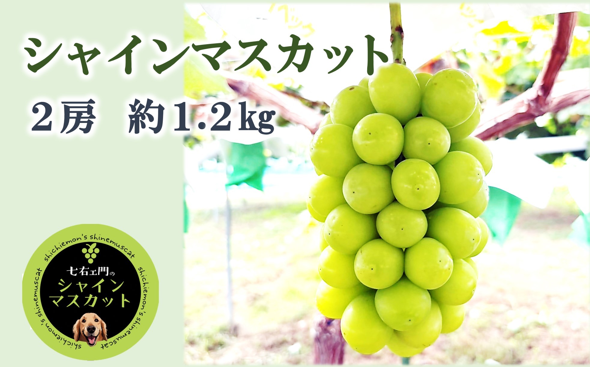 
                  【令和8年産】 シャインマスカット 1.2㎏以上 (2房) 《令和8年9月中旬～発送》 『七右エ門』 マスカット ぶどう 果物 フルーツ デザート 山形県 南陽市 [2718]
                